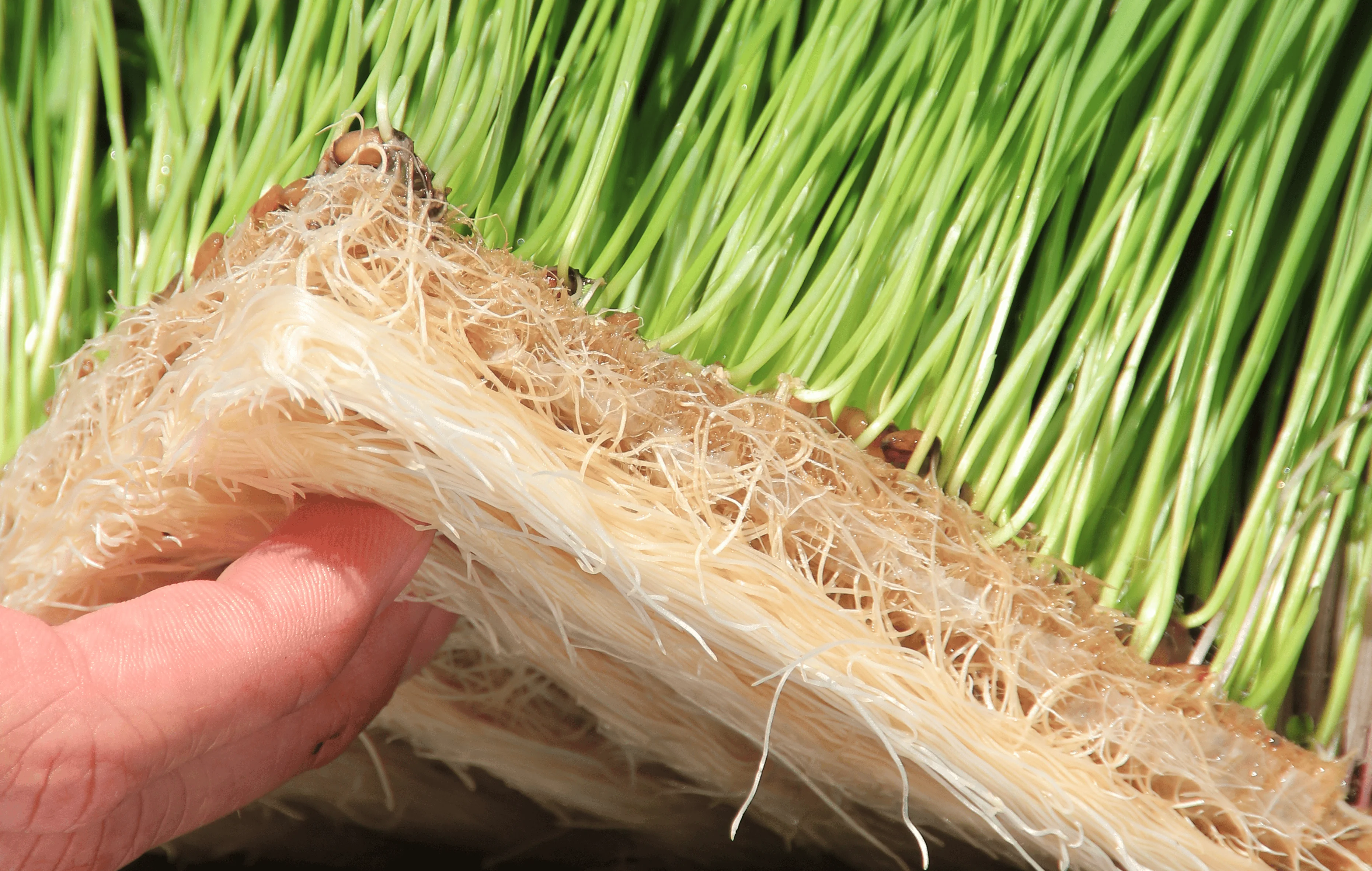 1020 Grow Mats - Image 3
