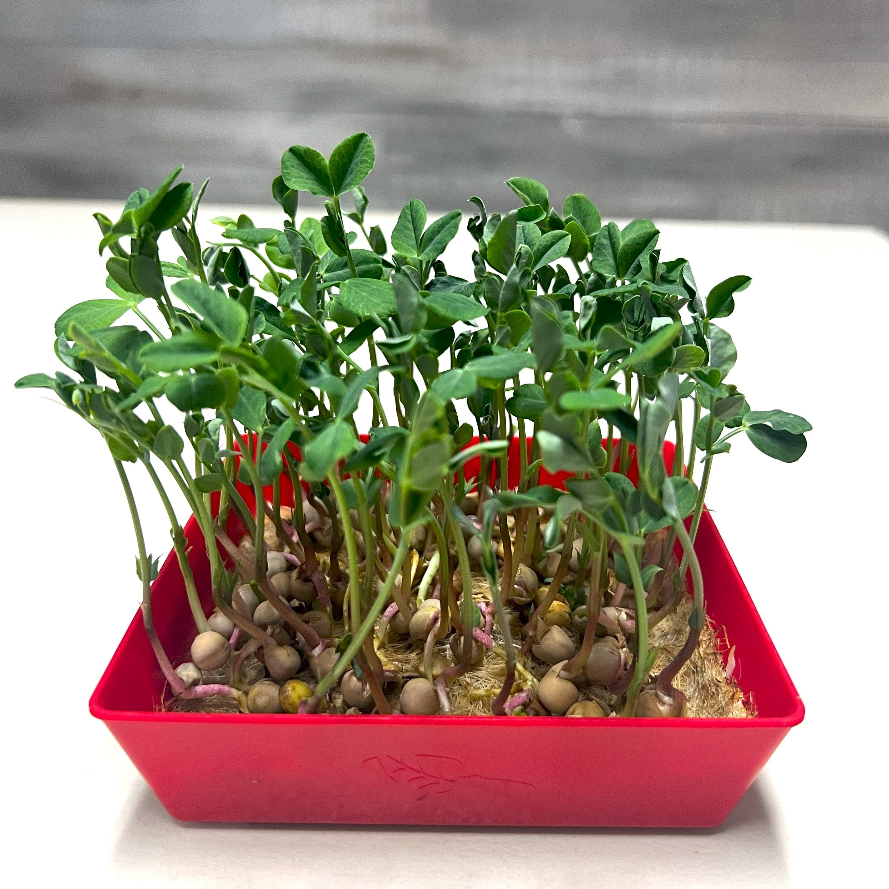 5x5 Shallow Microgreen Tray - Image 3