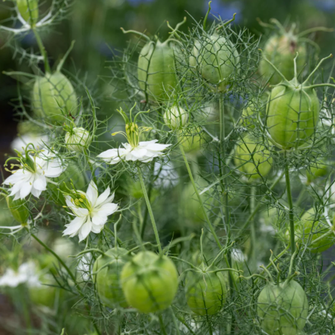 Albion Green Pod Nigella (Love in a Mist)