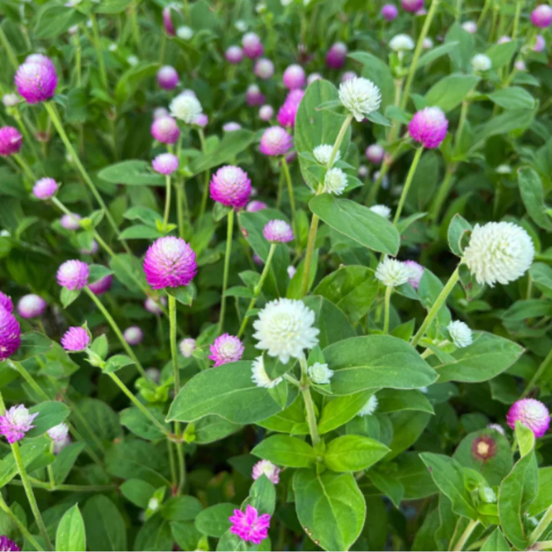 Audray Mix Gomphrena - Image 2