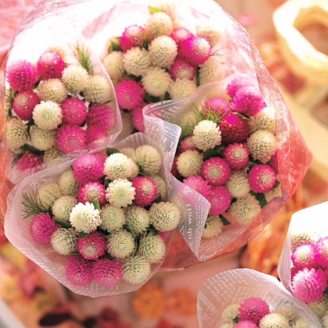 Audray Mix Gomphrena - Image 3