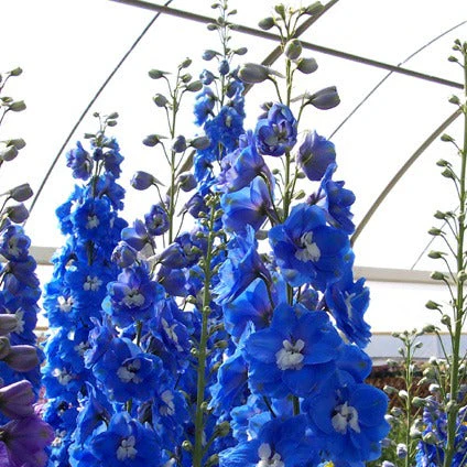 Aurora Blue Delphinium - Image 3