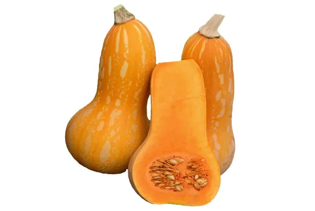 Autumn Gold Butternut Squash