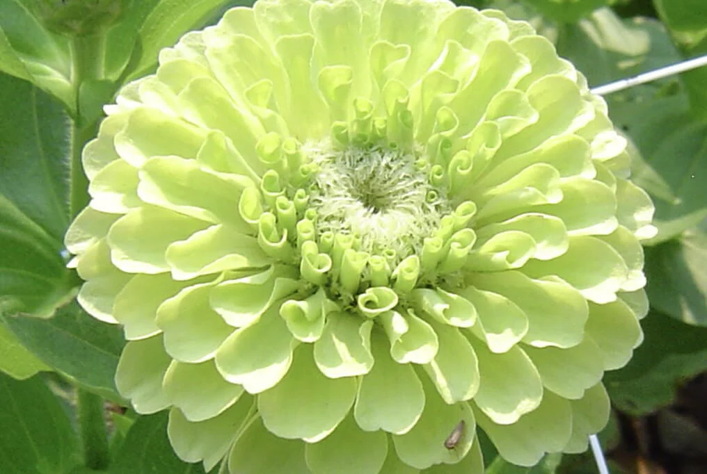 Benary Giant Lime Zinnia