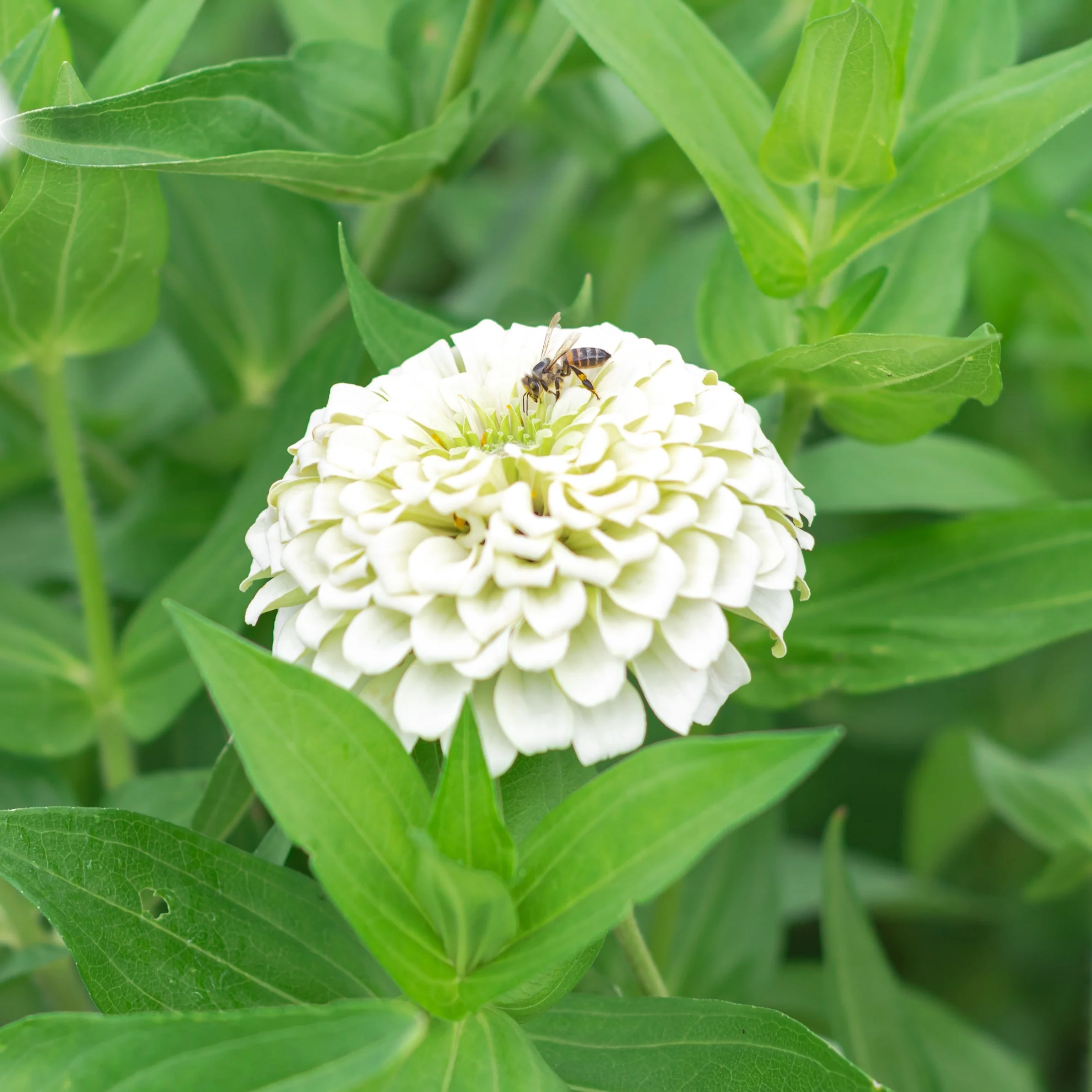 Benary Giant White Zinnia