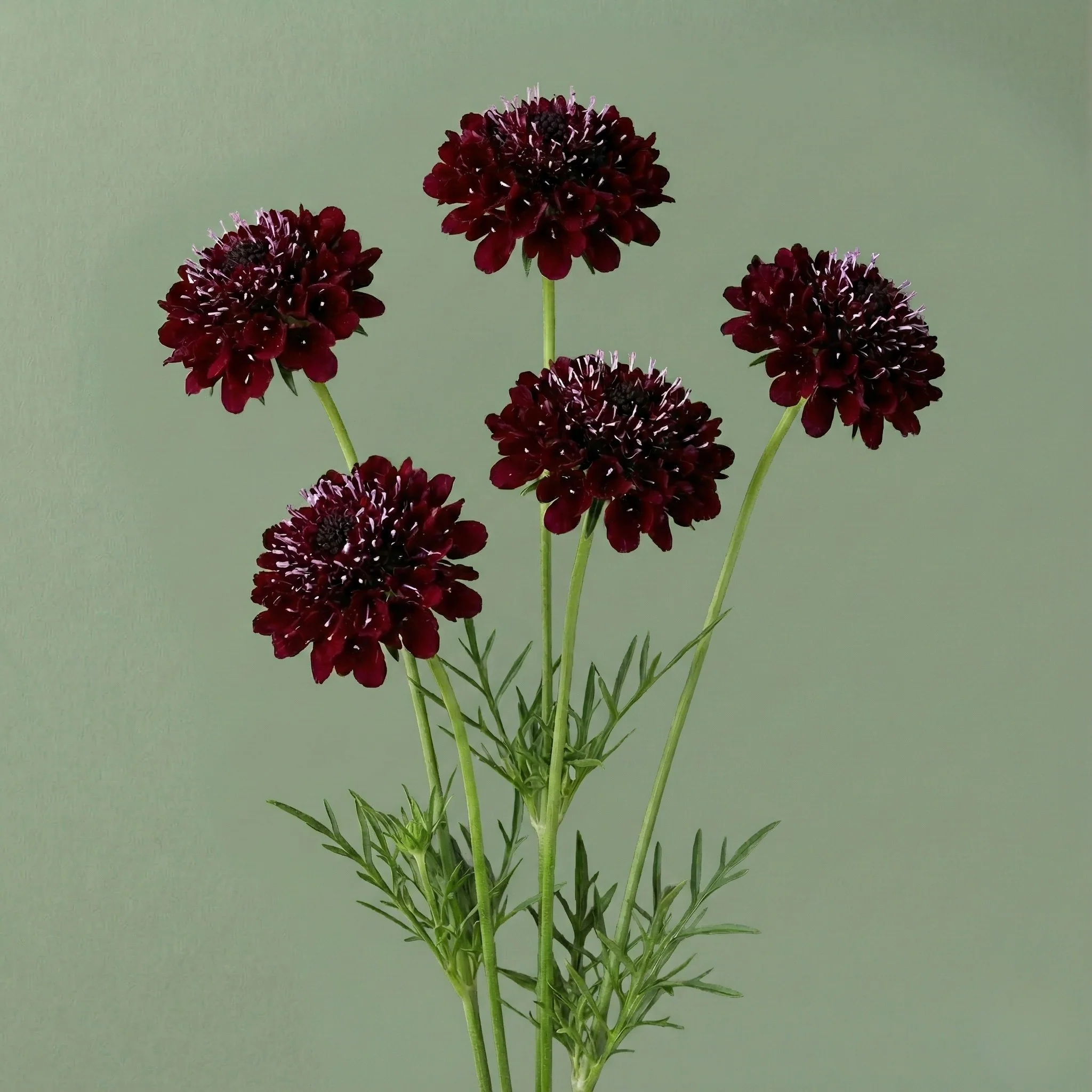 Black Knight Scabiosa