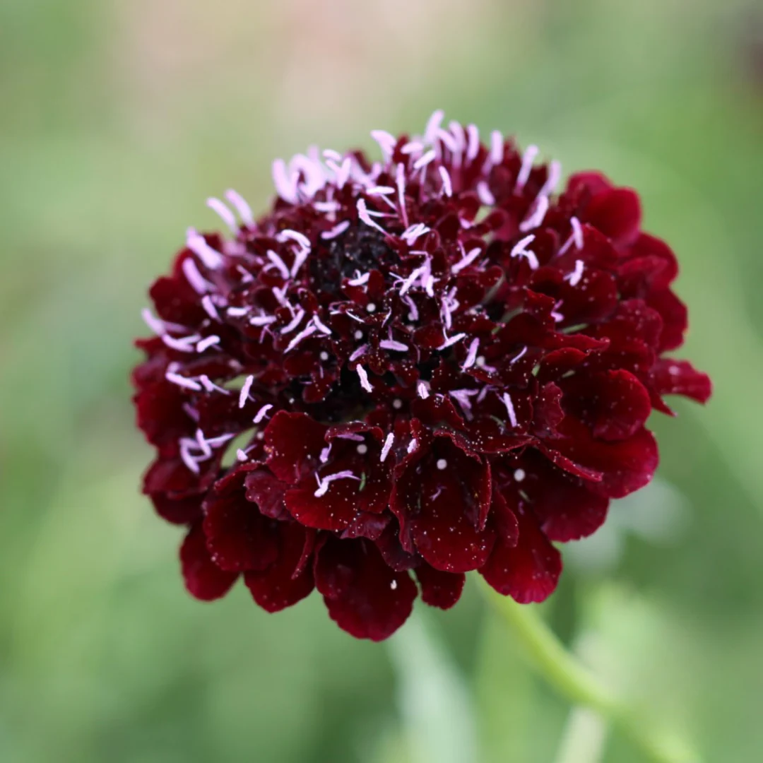 Black Knight Scabiosa - Image 2