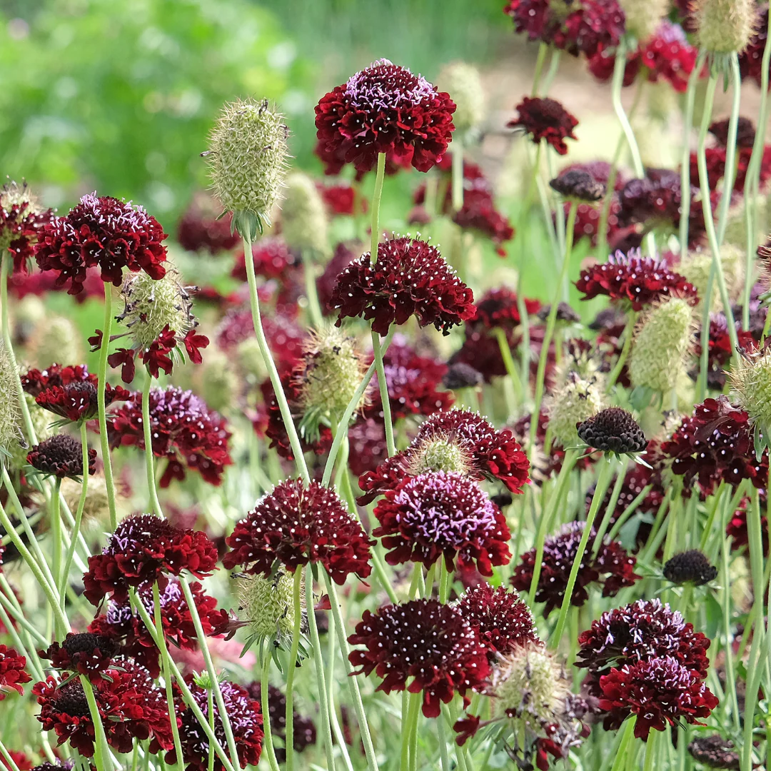 Black Knight Scabiosa - Image 3