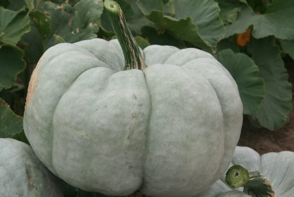 Blue Bayou Pumpkin