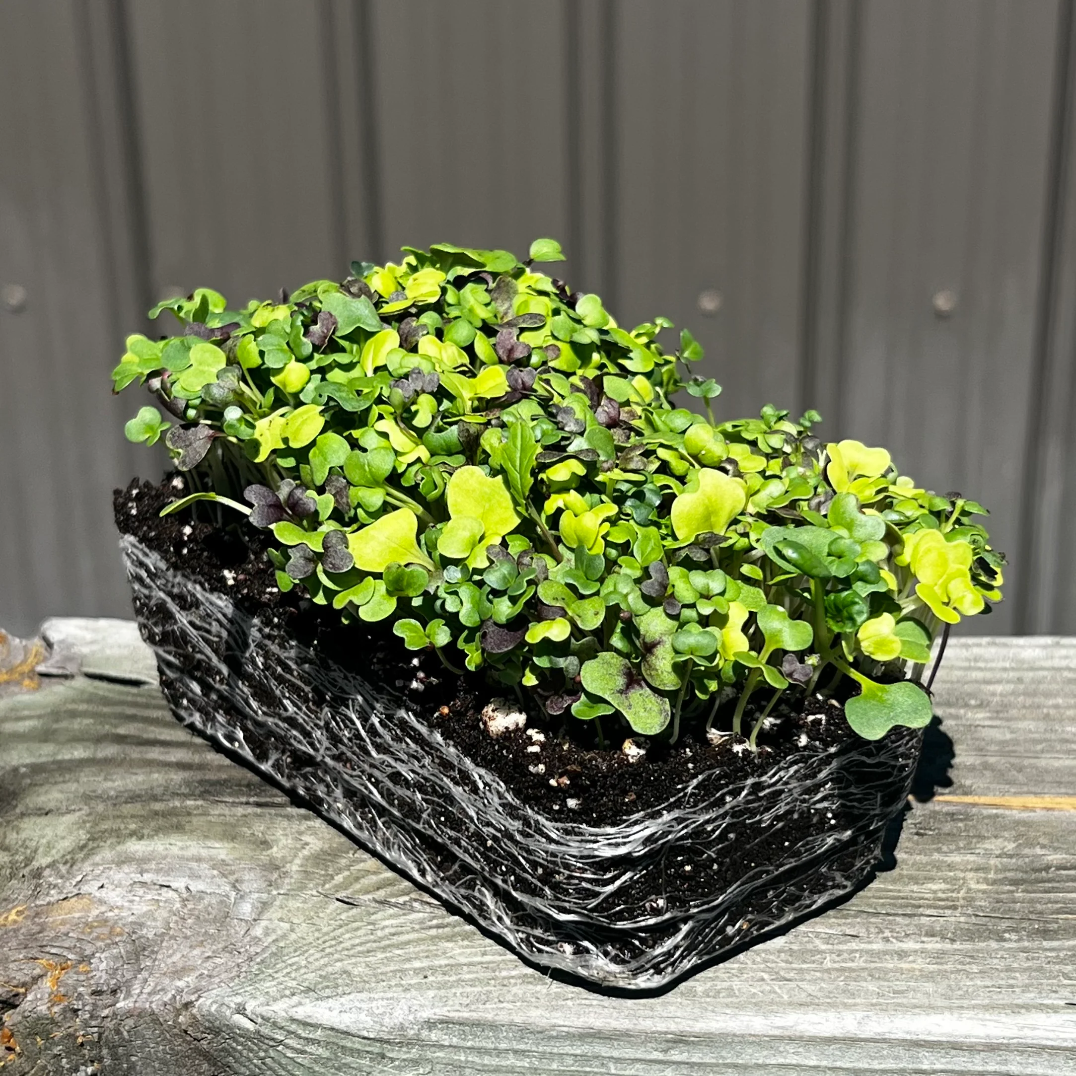 Bright and Spicy Mix Microgreens