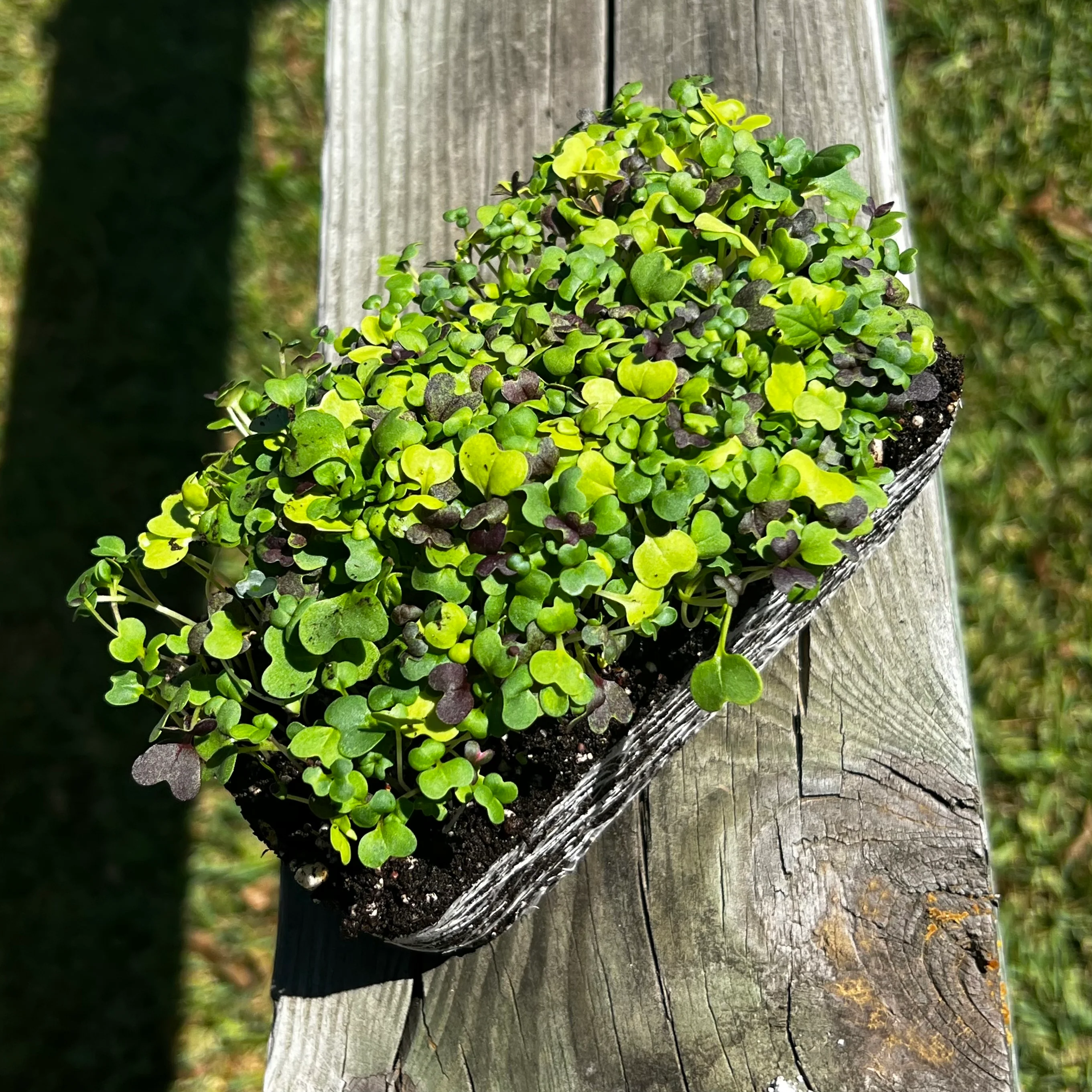 Bright and Spicy Mix Microgreens - Image 2