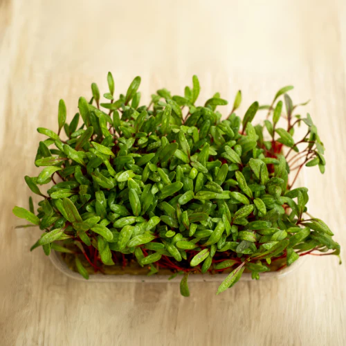 Bright Lights Swiss Chard Microgreens
