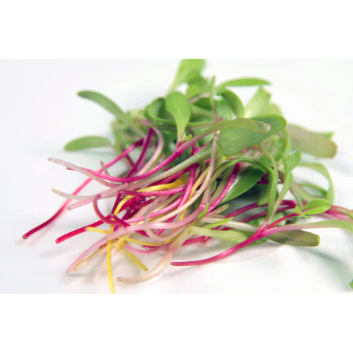 Bright Lights Swiss Chard Microgreens - Image 2