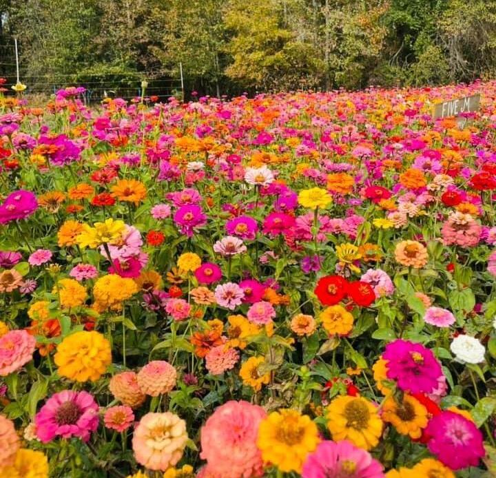 California Giants Zinnia Mix - Image 3