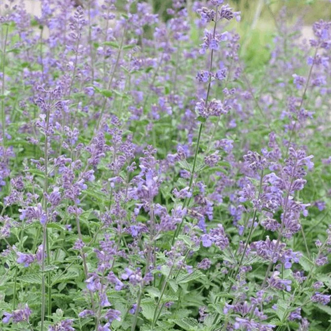 Catnip