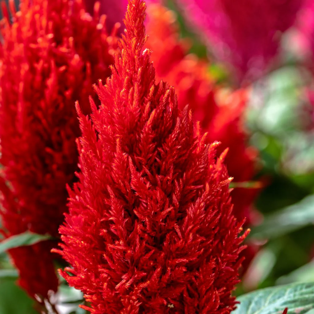Century Fire Celosia - Image 2