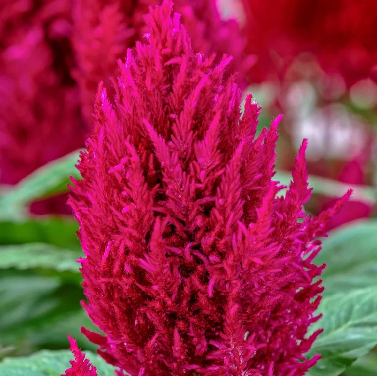 Century Rose Celosia - Image 2