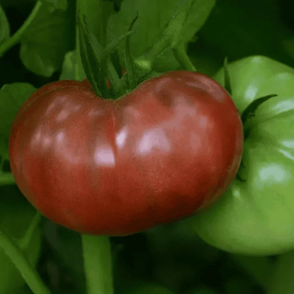 Cherokee Carbon Tomato Plugs - Image 2