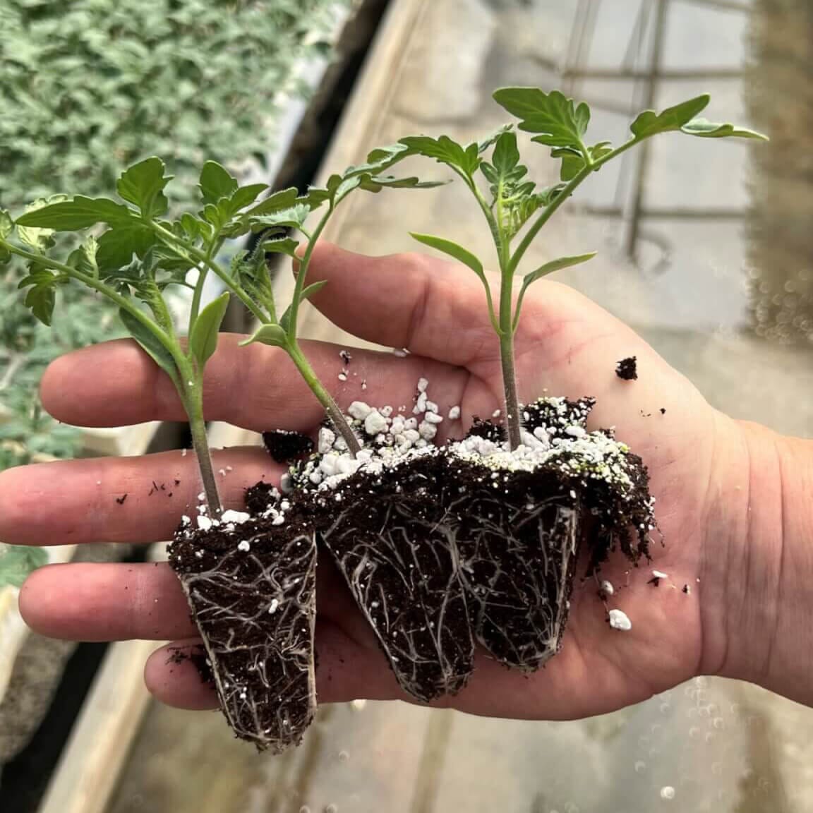 Cherokee Carbon Tomato Plugs - Image 3