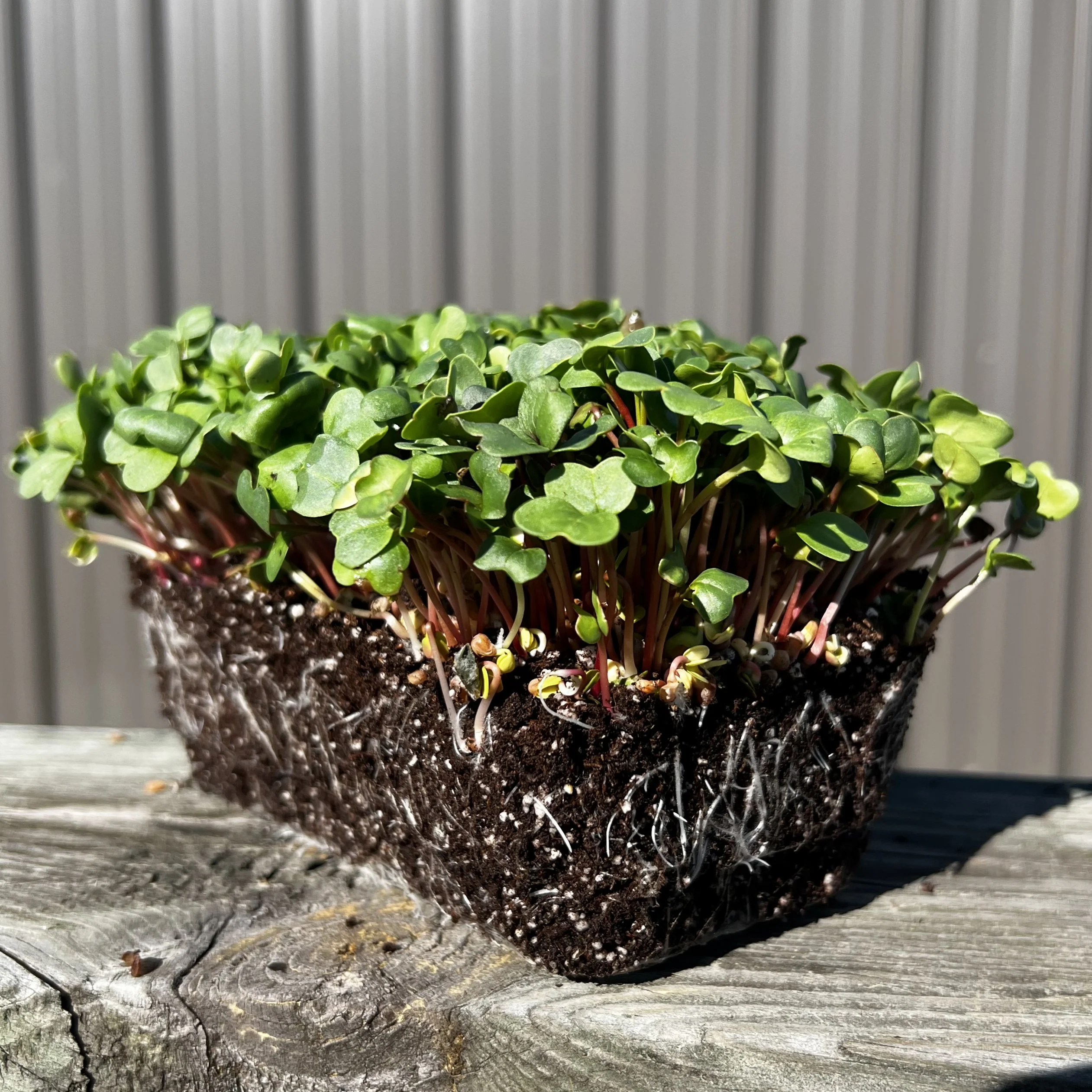 China Rose Radish Microgreens