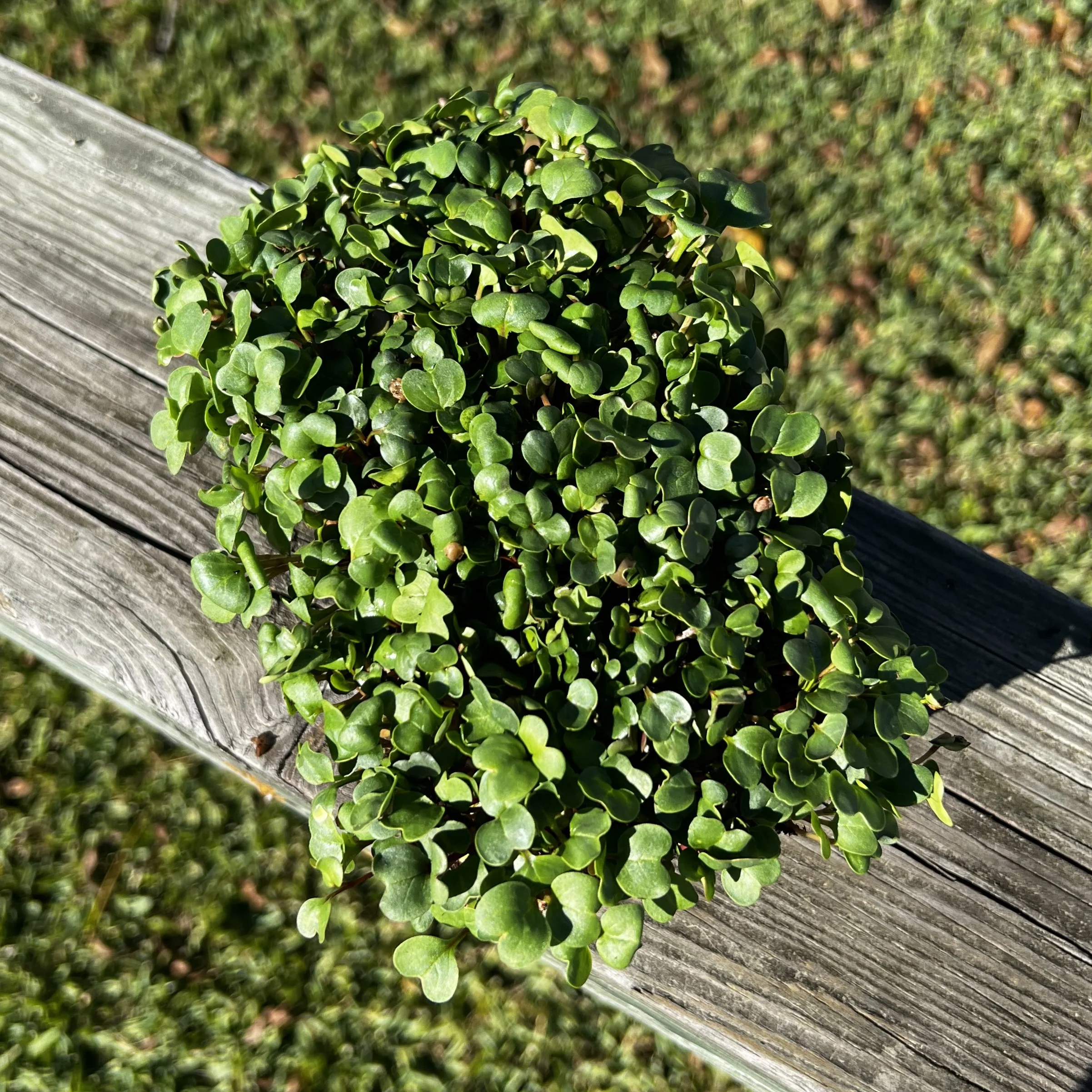 China Rose Radish Microgreens - Image 2