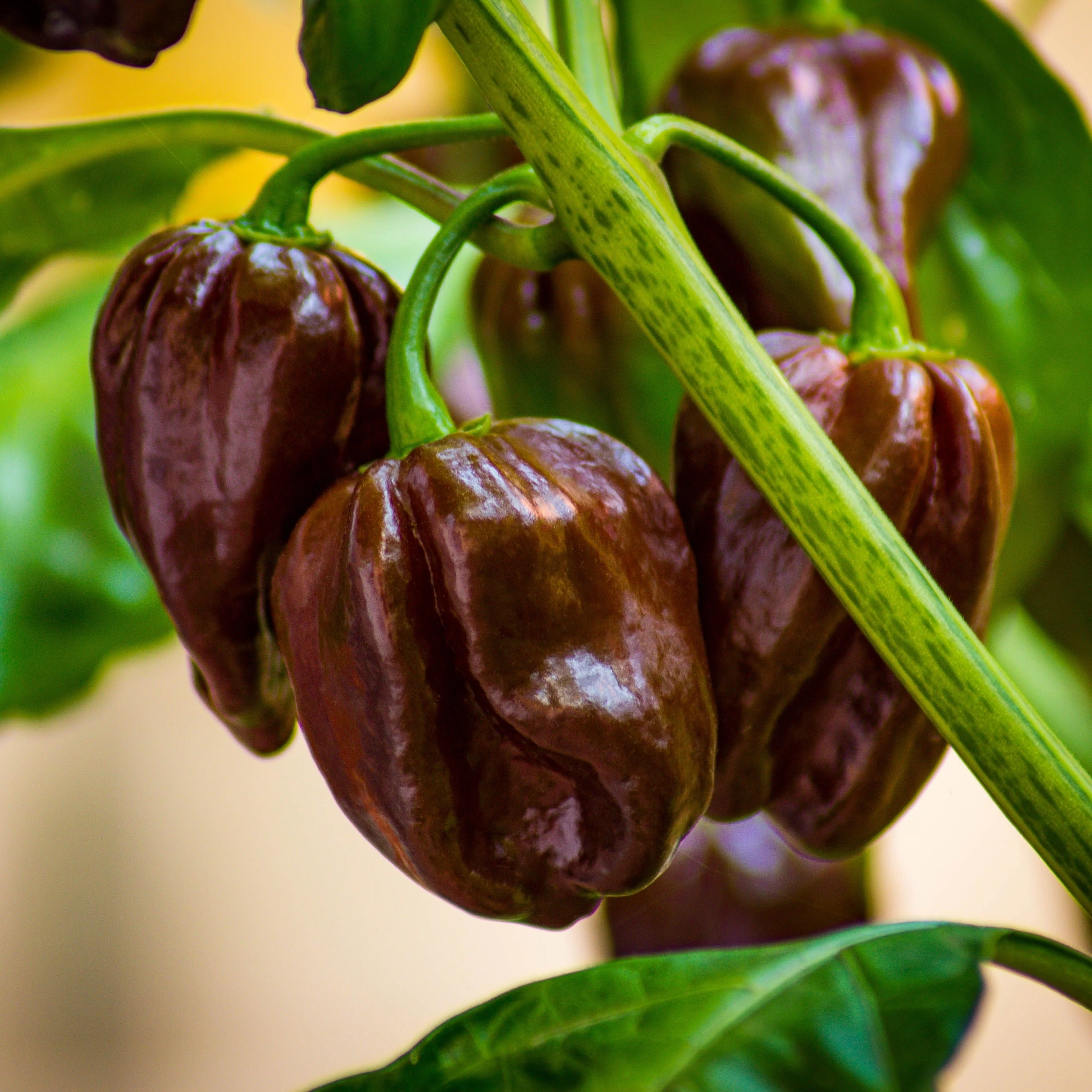 Chocolate Habanero Pepper