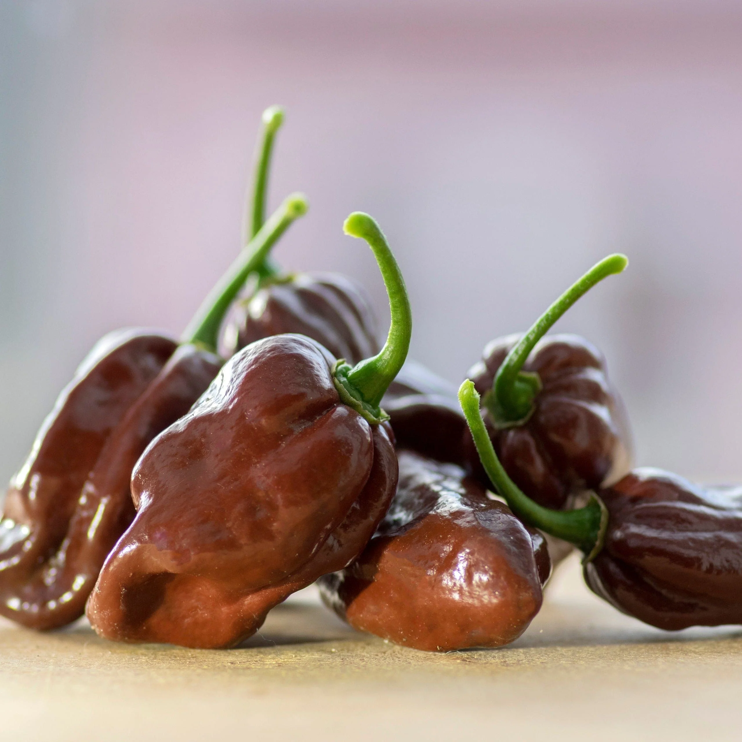 Chocolate Habanero Pepper - Image 2