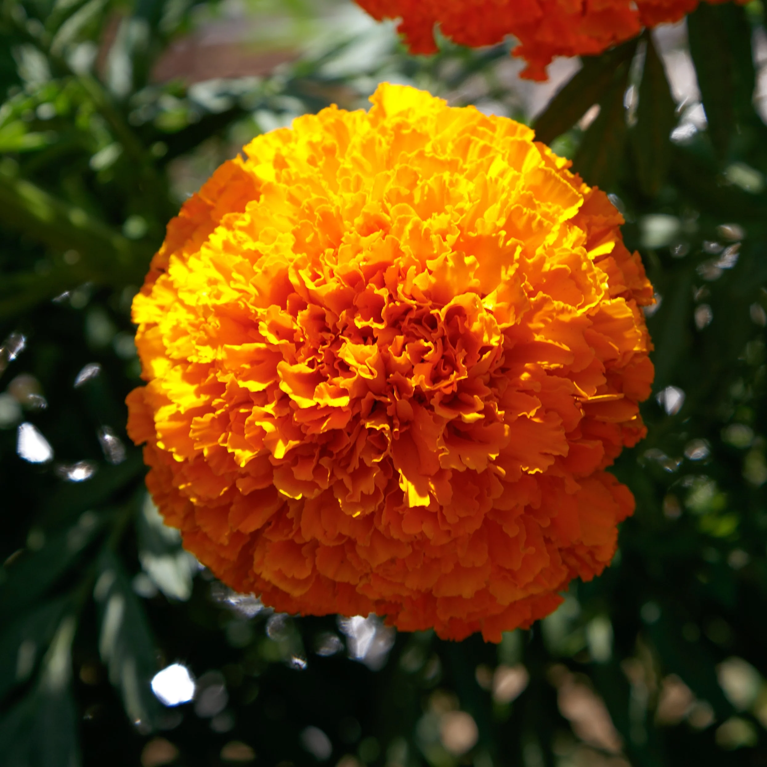 Coco Orange Marigold - Image 2