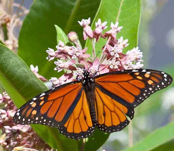 Common Milkweed - Image 2