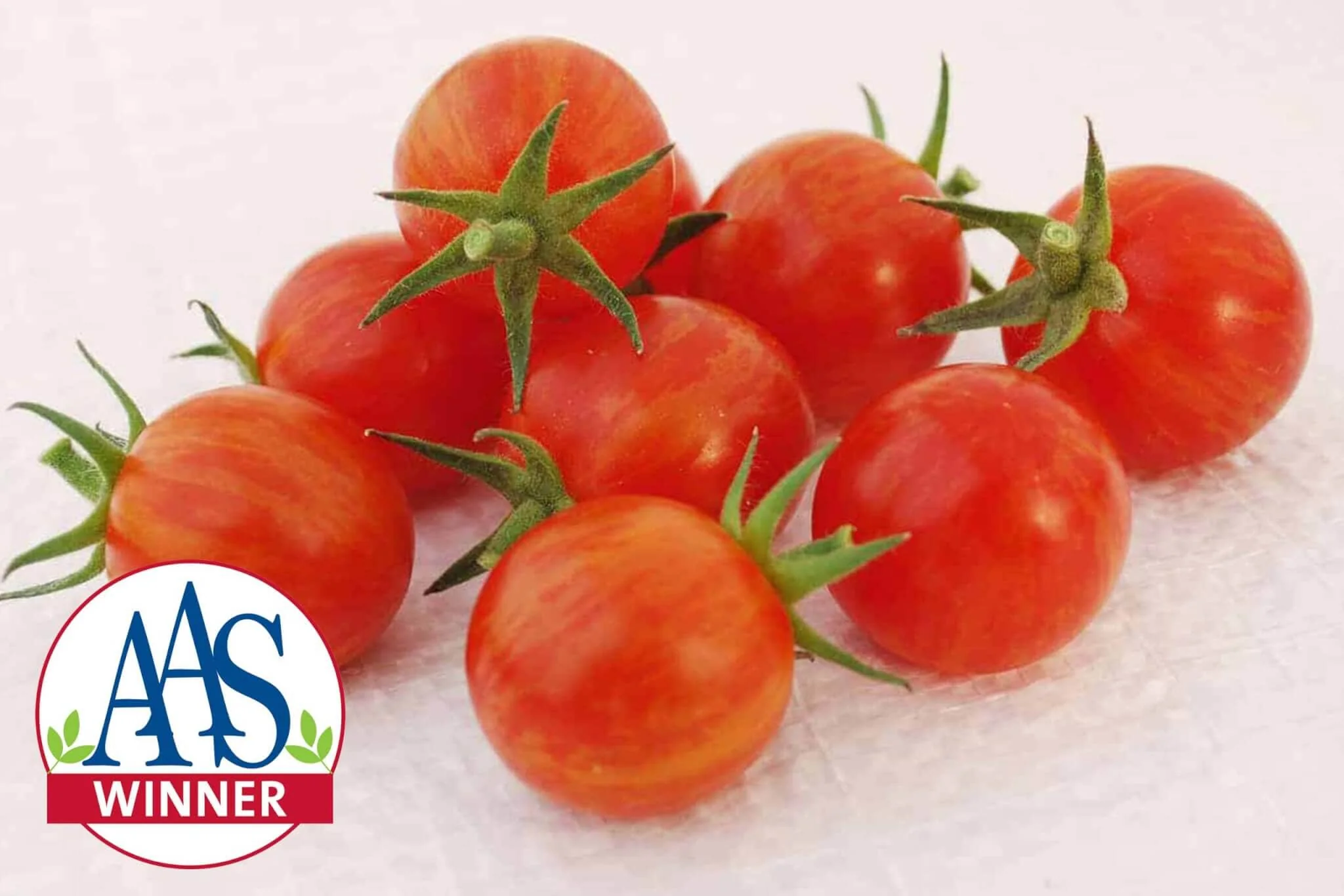 Cream of the Crop - Sparky XSL Hybrid Tomato F1