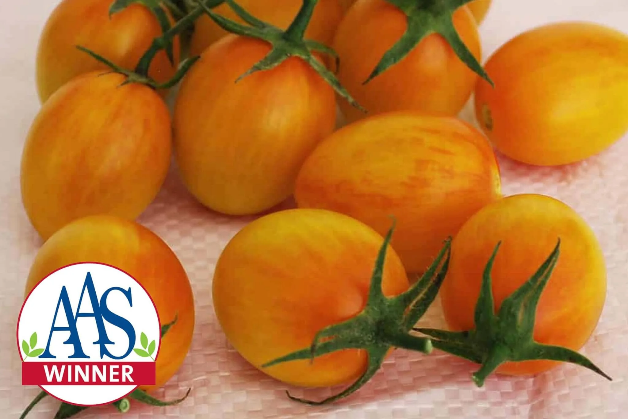 Cream of the Crop - Sunset Torch Hybrid Tomato F1