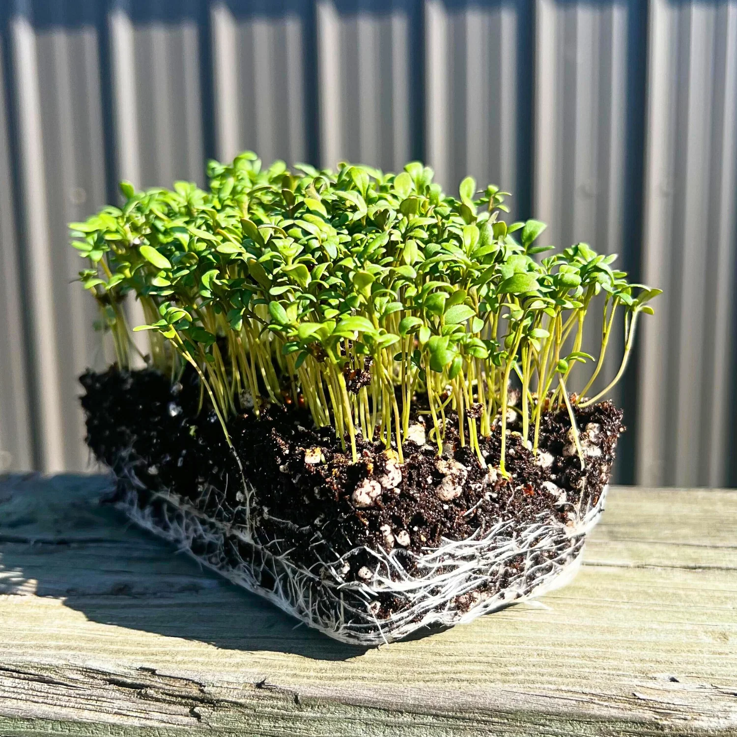 Curled Cress Microgreens