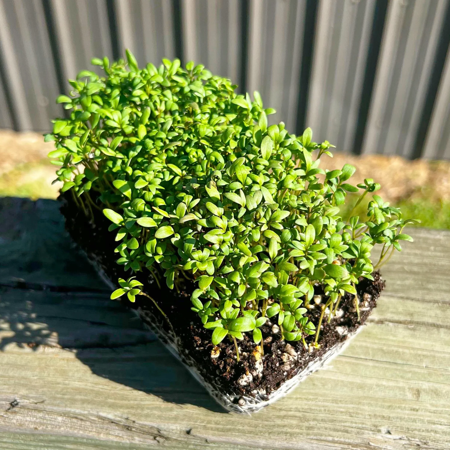 Curled Cress Microgreens - Image 2