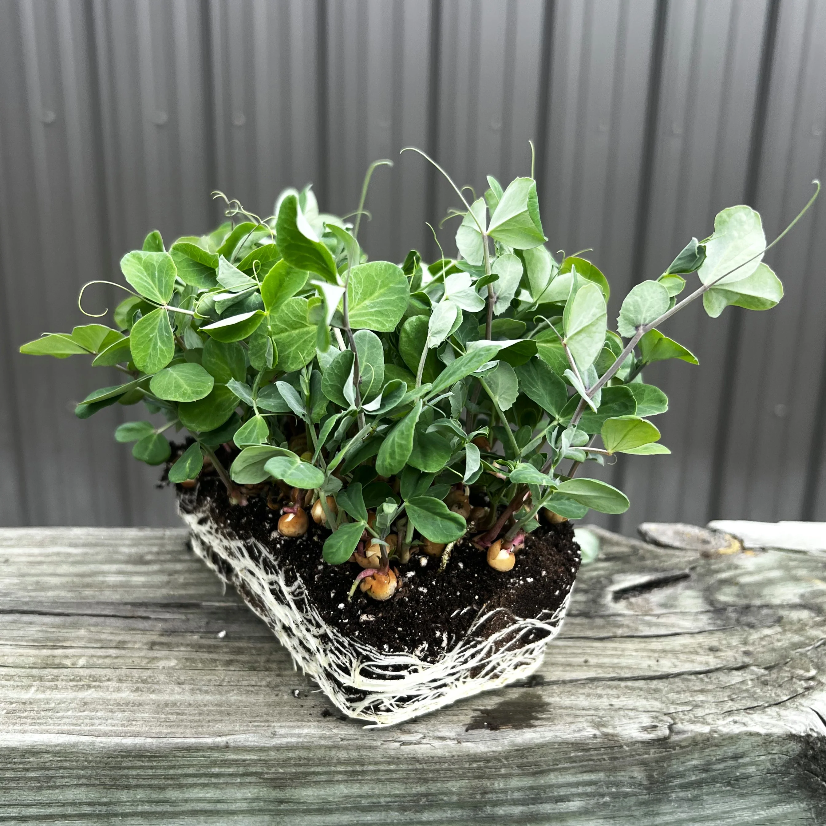 Dunn Pea Microgreens