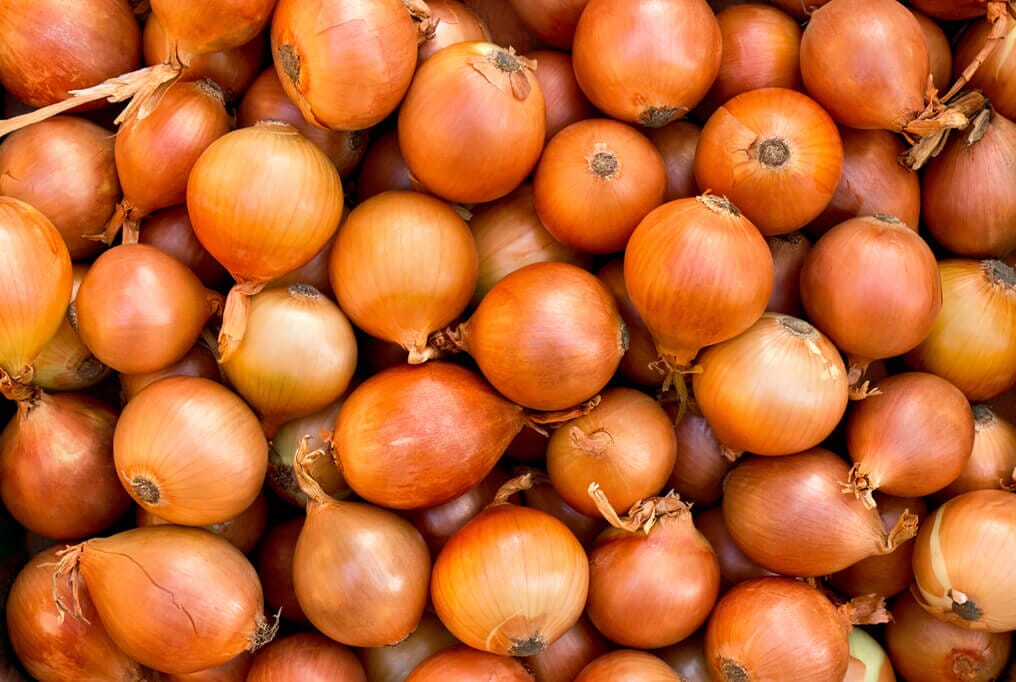 Fortress Hybrid Onion F1