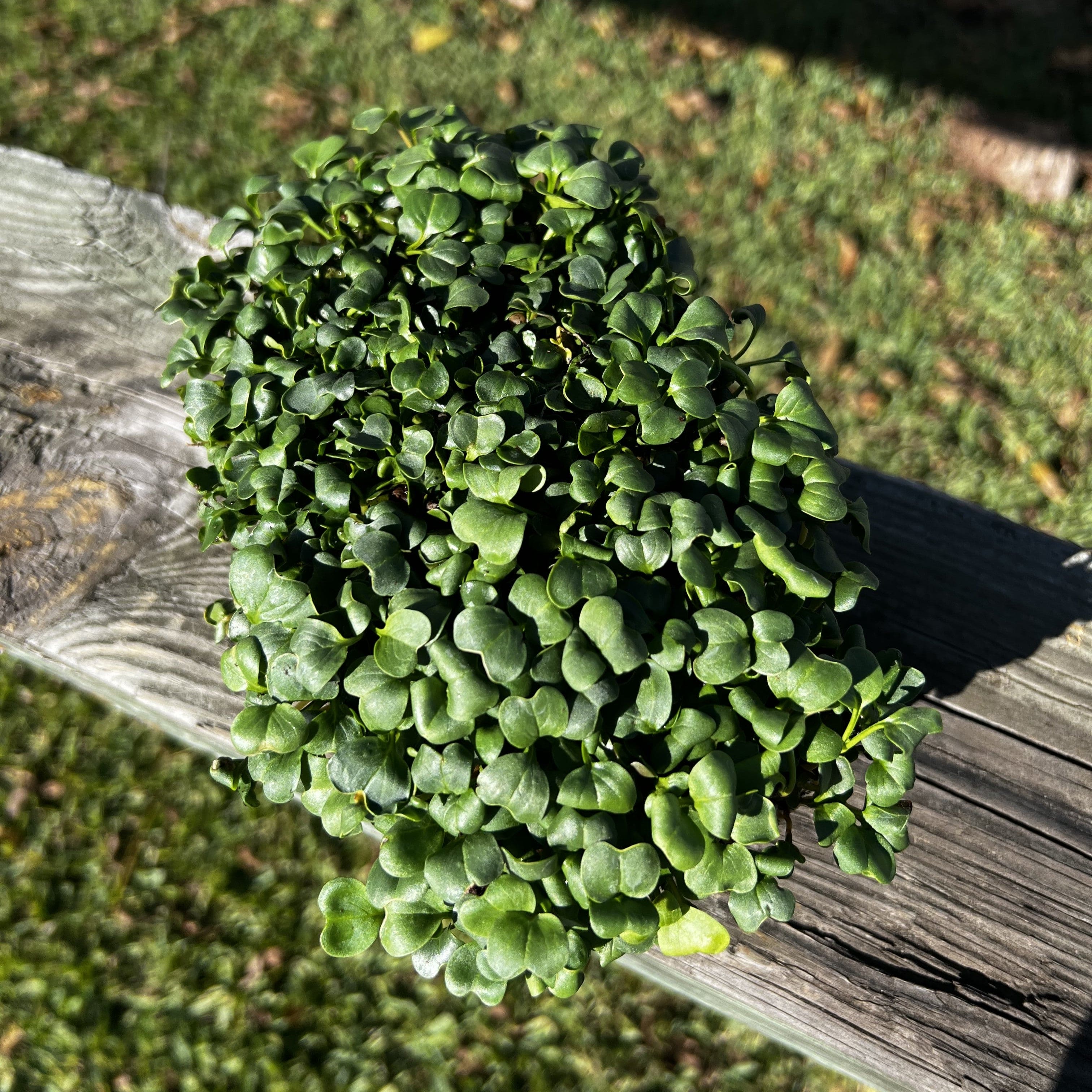 Champion Radish Microgreens - Image 2
