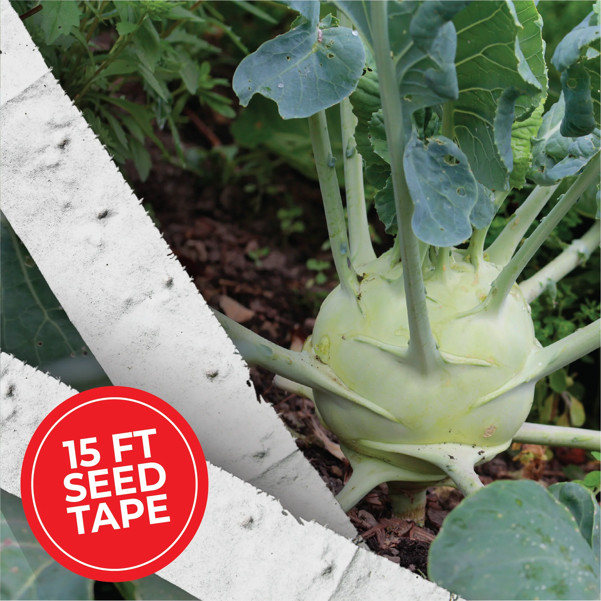 Giant White Kohlrabi Seed Tape