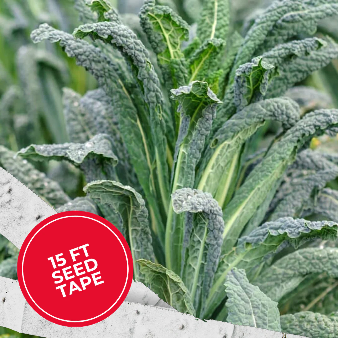 Lacinato Kale Seed Tape