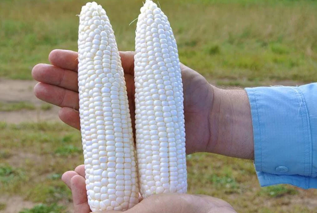 Glacial Hybrid Sweet Corn F1