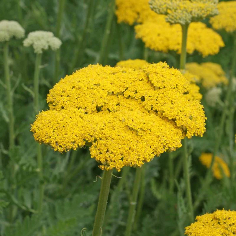 Gold Yarrow - Image 2