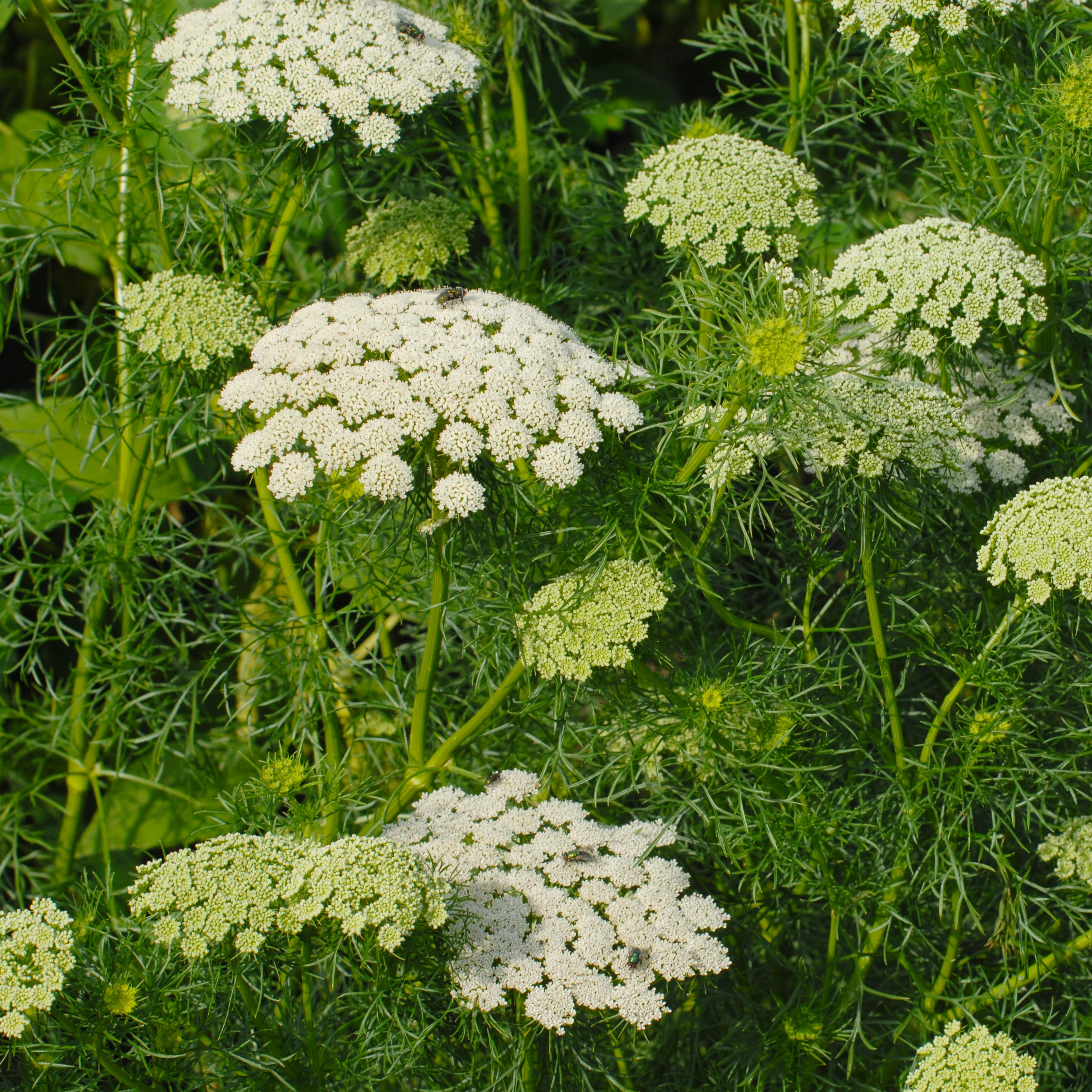Green Mist Ammi