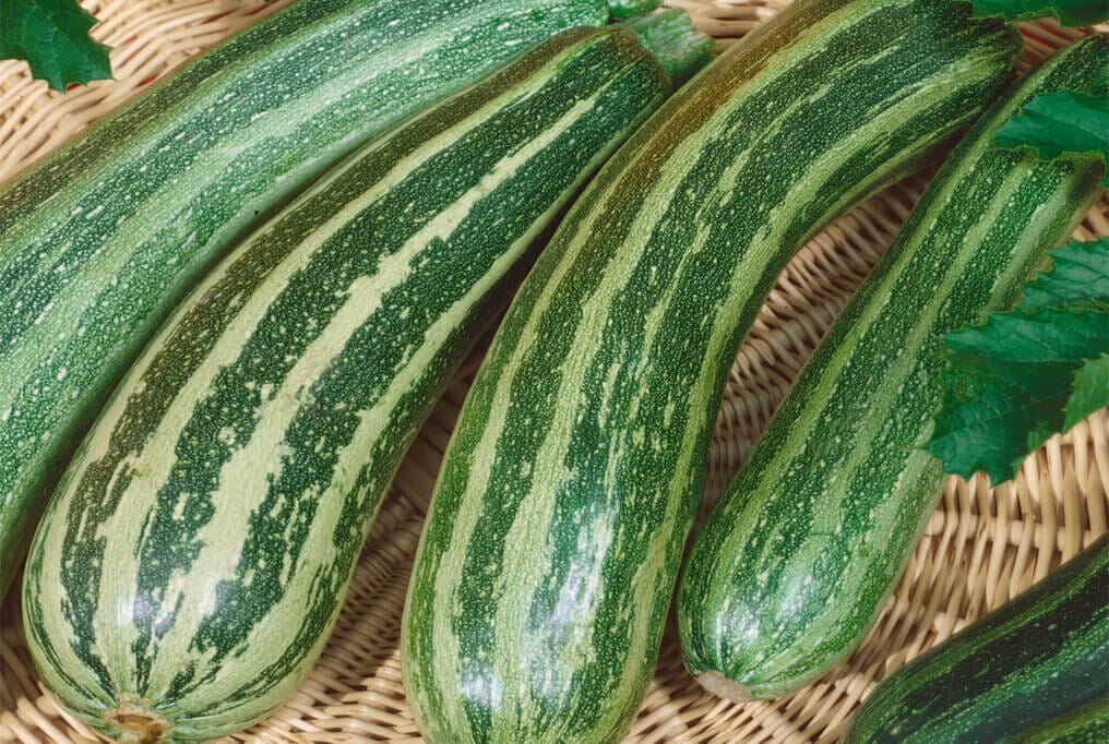 Green Zebra Hybrid Zucchini F1