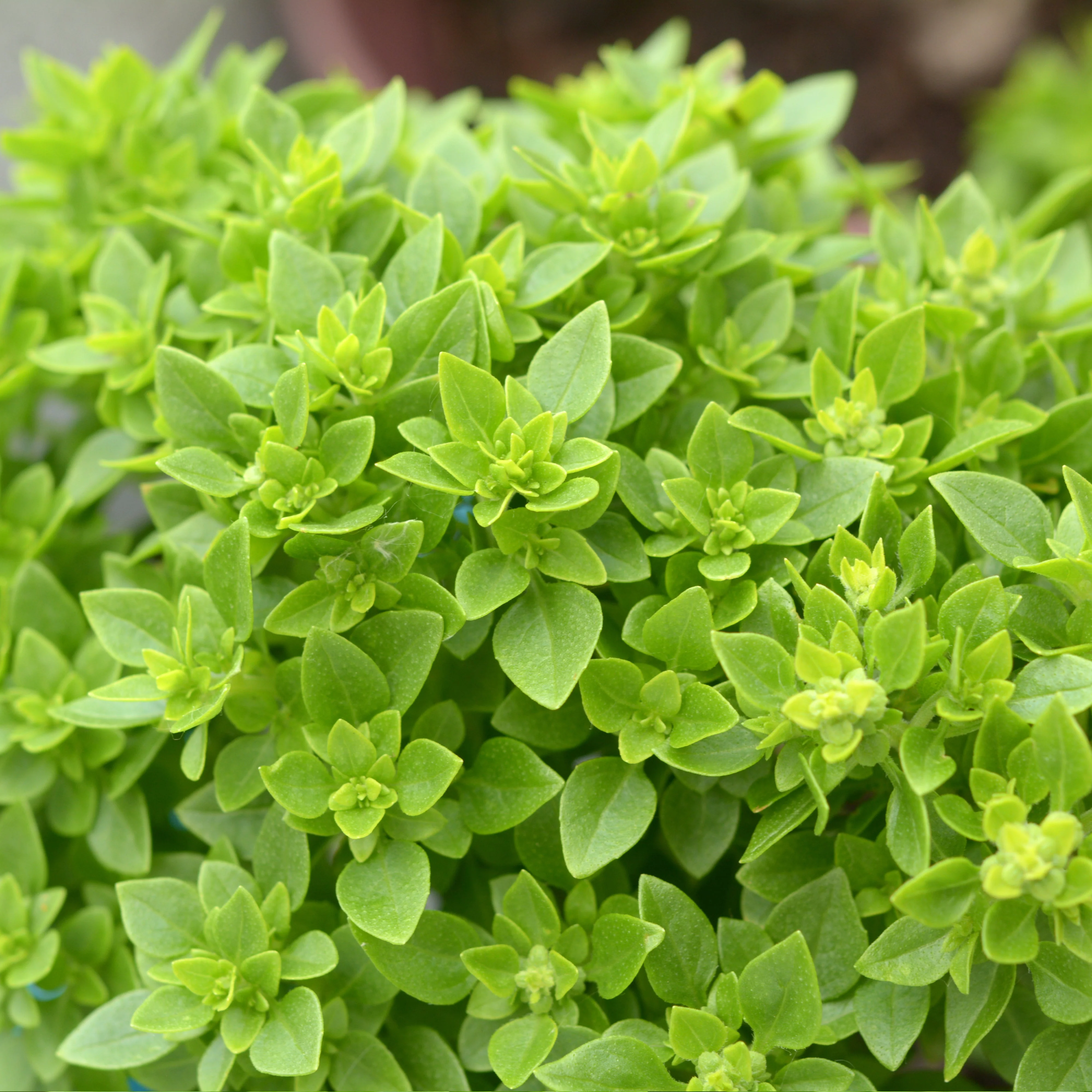 Greg Greek Basil