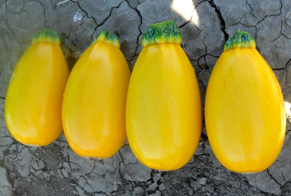 Grenade Hybrid Squash F1