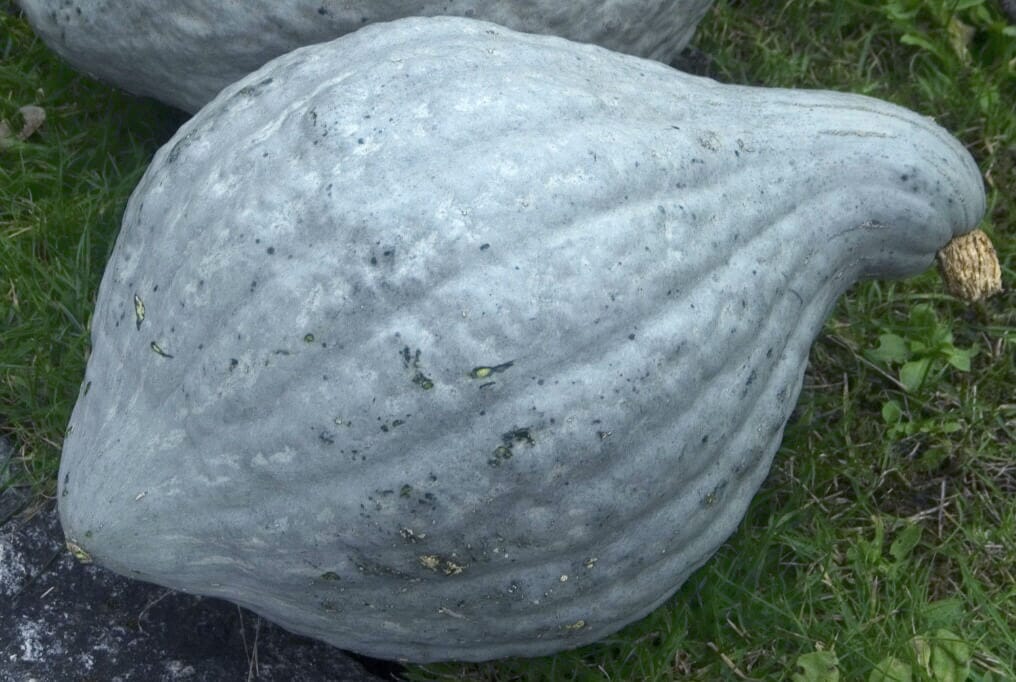 Heavenly Hubbard Squash