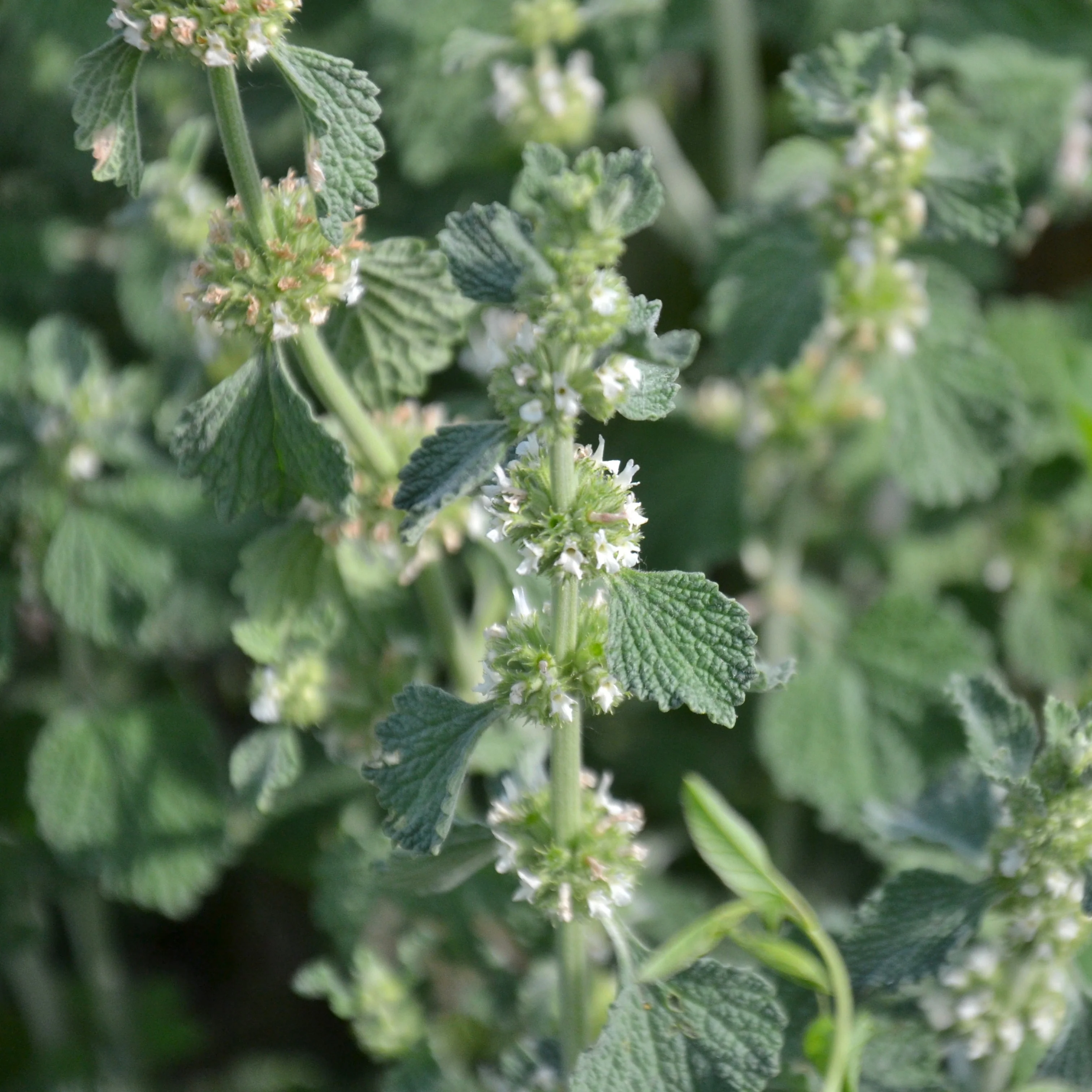 Horehound