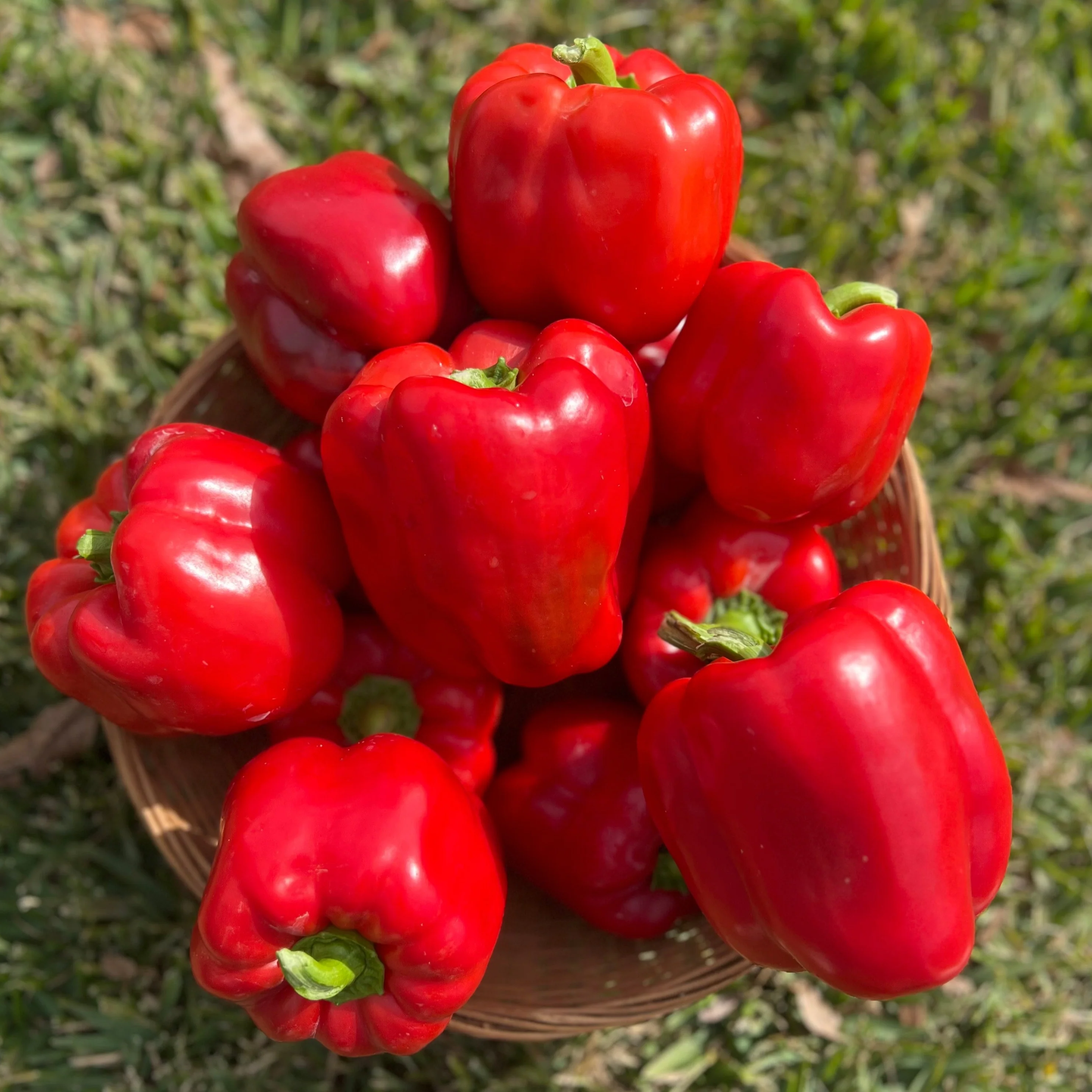 Hossinator Red Bell Pepper Plugs - Image 3