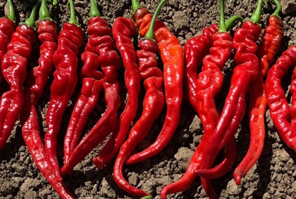 Iberia Hybrid Cayenne Pepper F1