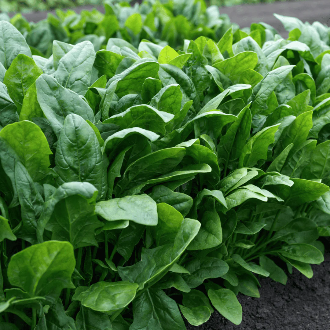 Imperial Valley Hybrid Spinach F1