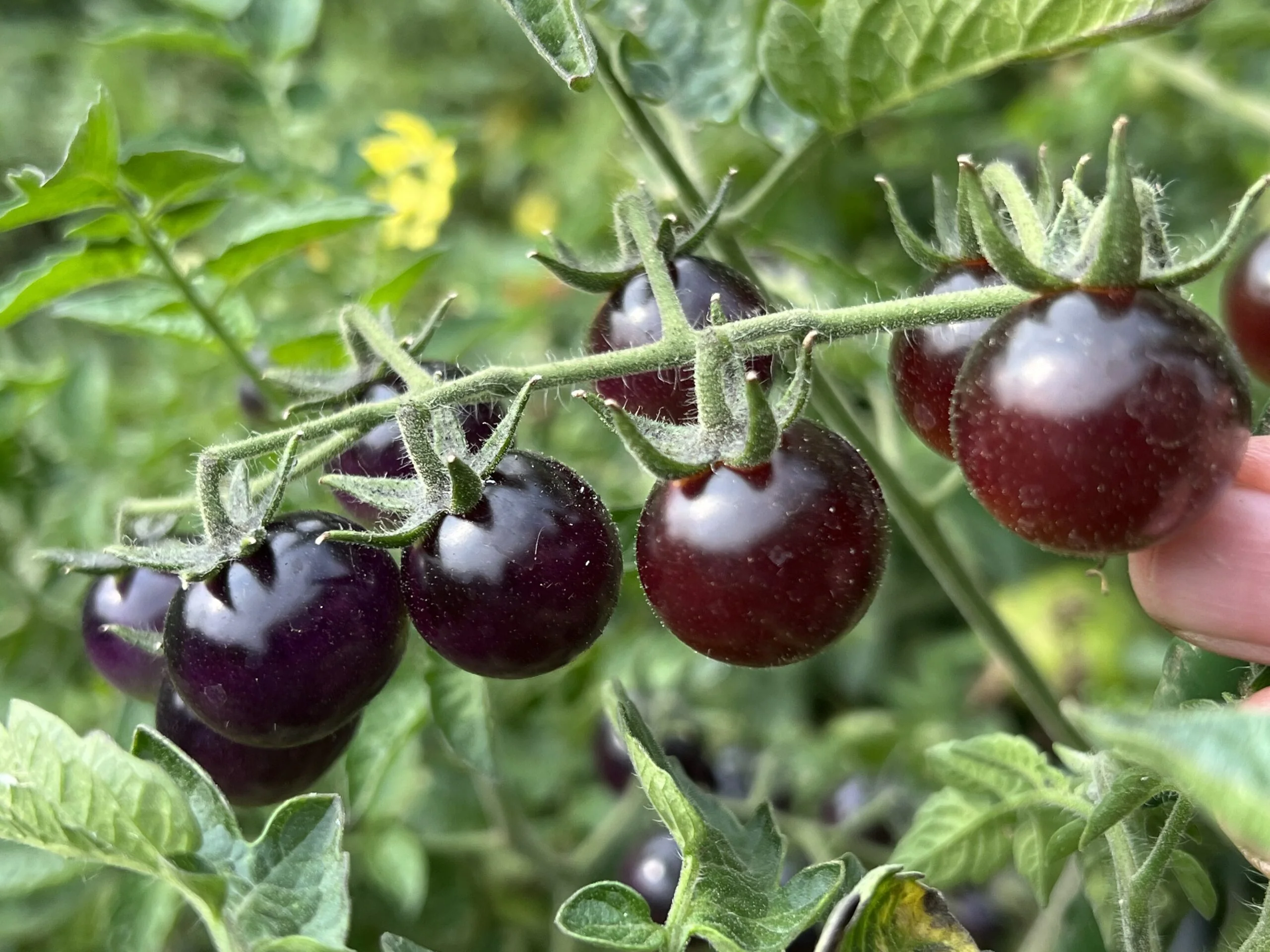 Indigo Blue Berries Tomato